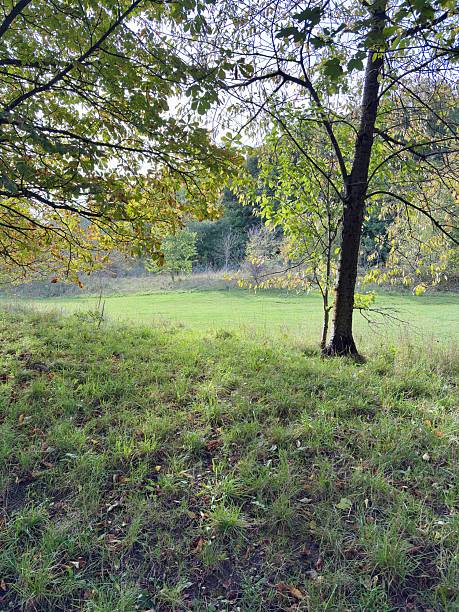 istock A wide green meadow stretches out beneath a soft, cloudy sky, bordered by tall leafy trees. The scene feels peaceful and open, capturing the calm beauty of a quiet, natural landscape. 2248217360