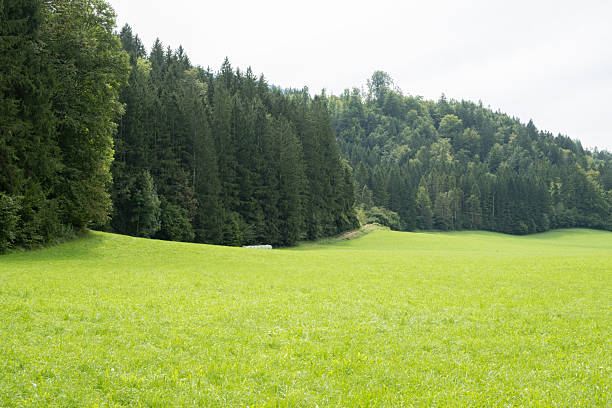Green Meadow and Coniferous Forest, Natural Summer Landscape.