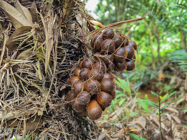 istock Cluster of exotic Snake Fruit (Salak) growing on the palm tree 2248221023