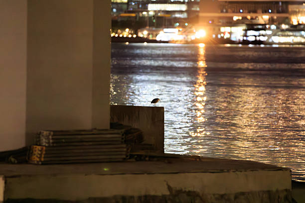 Hong Kong Wildlife