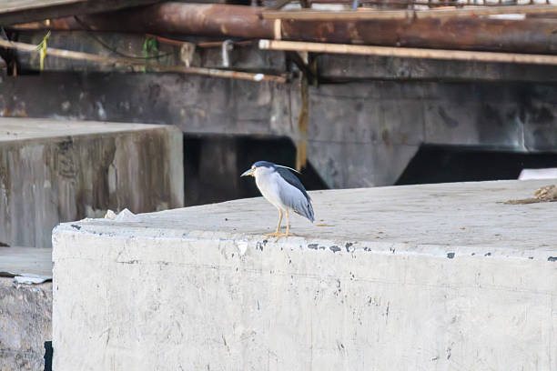 istock Black-crowned Night Heron on Urban Construction Site 2248221174
