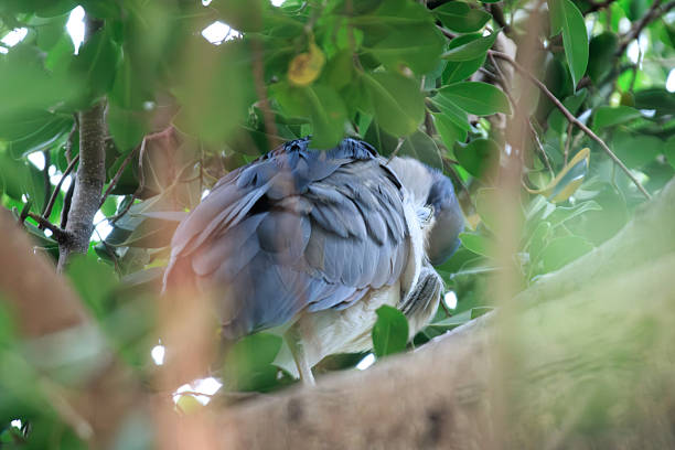 Hong Kong Wildlife