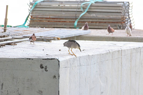 Hong Kong Wildlife