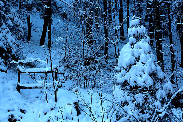 A peaceful forest landscape is covered in fresh snow, with tall trees and a rustic bench nestled among delicate branches. The scene captures the tranquil beauty of winter.