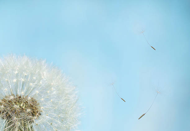 istock Dandelion seeds flying in the air 2248222079