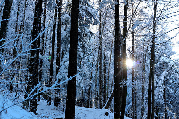 istock Snow-covered forest reveals sunlight breaking through trees in a serene winter landscape during the early morning hours 2248222284