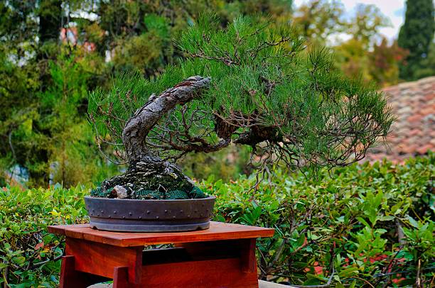 istock Beautiful bonsai tree on display in a serene garden during a sunny afternoon 2248222831