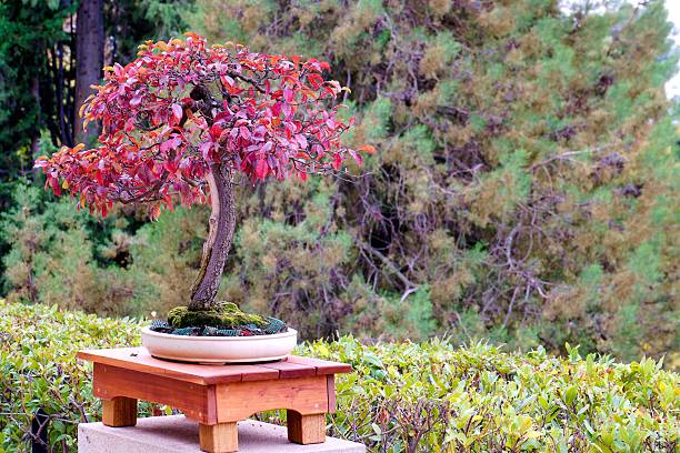 istock Bonsai tree with vibrant red leaves displayed in a serene garden setting during autumn 2248222841
