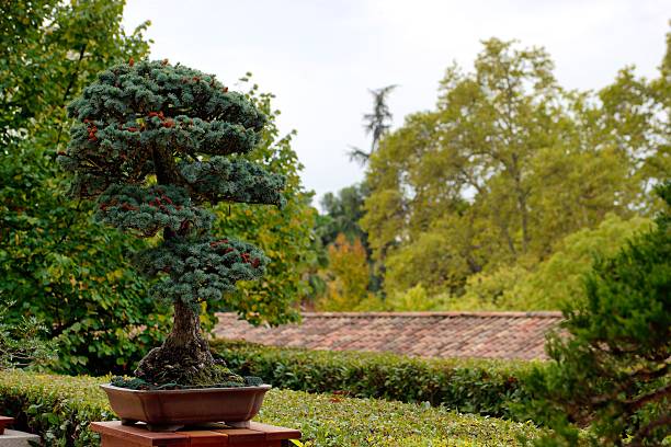 Mungo Pine Bonsai tree basking in the afternoon sunlight, shot with selective focus