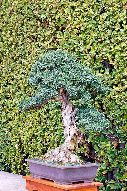 istock Bonsai tree displayed in a serene garden setting surrounded by lush greenery in the afternoon sun 2248223428