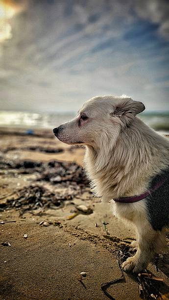 A vertical shot of a mixed breed white dog with a dark spot on the side. He is looking to the left of the frame showing his full profile with ears down. His legs are short but he has a big head like a Wolf. Hevis standing on a sandy beach by the sea.