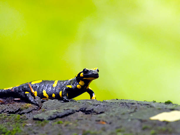 istock A self-portrait of a Fire Salamander (Salamandra salamandra) 2248225274