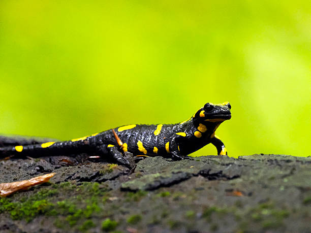 istock A self-portrait of a Fire Salamander (Salamandra salamandra) 2248225348