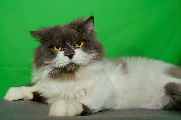 Persian cat sitting on look on top green background, isolated