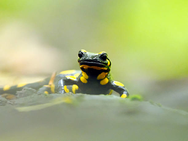 istock A self-portrait of a Fire Salamander (Salamandra salamandra) 2248225505
