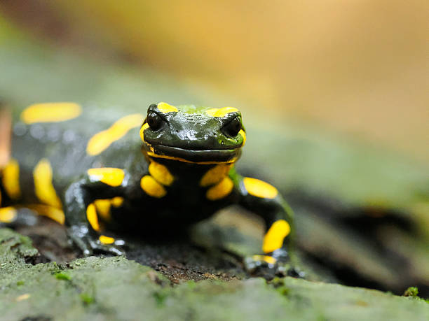 istock A self-portrait of a Fire Salamander (Salamandra salamandra) 2248225575