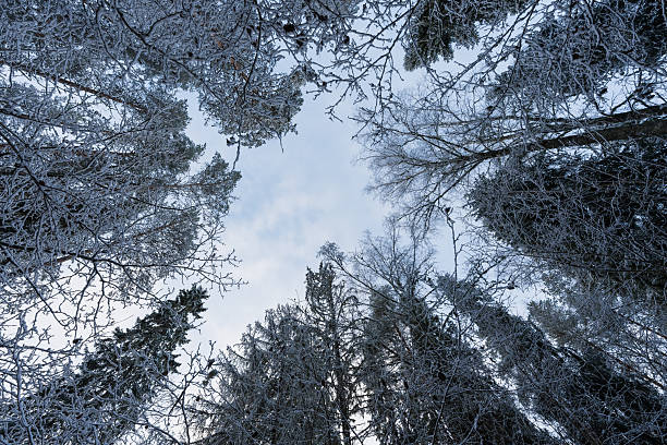 Low Angle View of Snow Covered Pine and Deciduous Tree Tops Against Cloudy Sky in Winter Forest.High quality photo