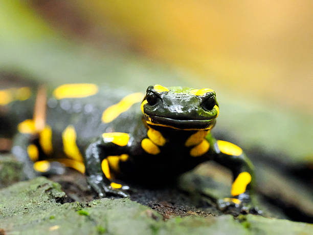 istock A self-portrait of a Fire Salamander (Salamandra salamandra) 2248225739