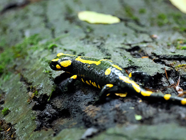 istock A self-portrait of a Fire Salamander (Salamandra salamandra) 2248225768