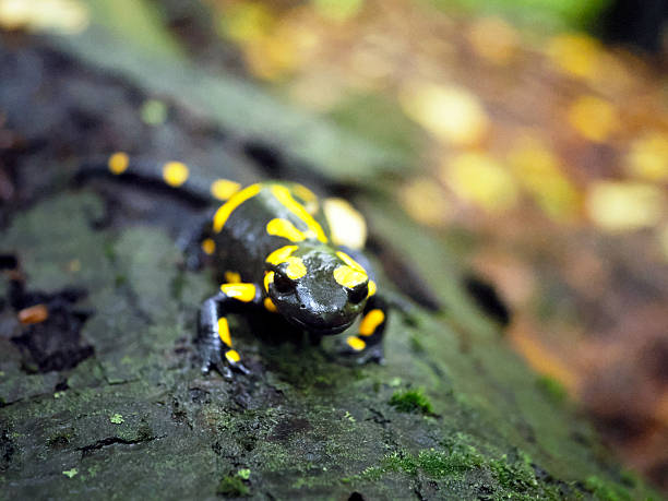 istock A self-portrait of a Fire Salamander (Salamandra salamandra) 2248225867