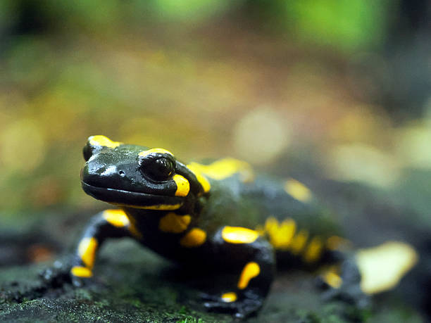 istock A self-portrait of a Fire Salamander (Salamandra salamandra) 2248225967