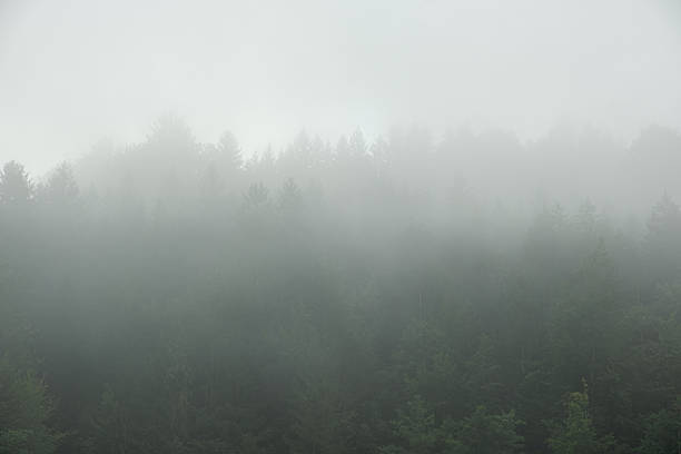 Foggy Mountain Forest Landscape, Mist Over Hills.