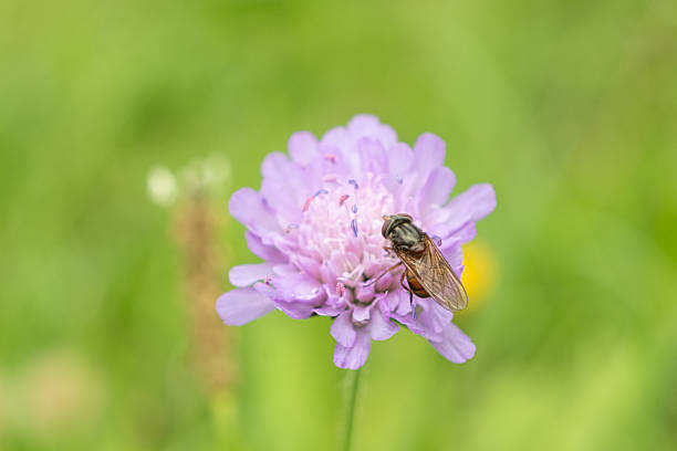 Alpine Fly Pollinates a Wild Mountain Flower Scabious in Summer.