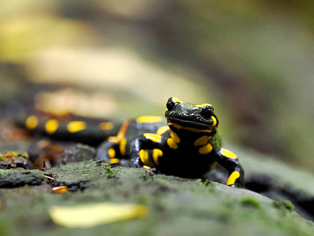 istock A self-portrait of a Fire Salamander (Salamandra salamandra) 2248227751
