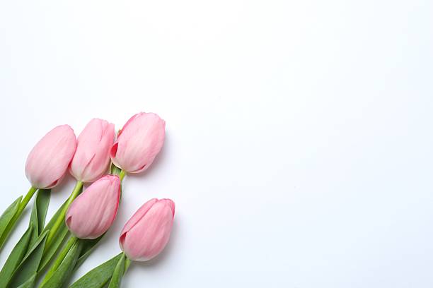 istock Top view of pink tulips on white background 2248229125
