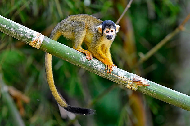 Geoffroy's Spider Monkey hangin on a rope. This primate is also referred to as black-handed spider monkey or Ateles geoffroyi.