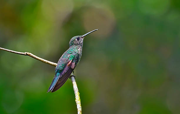 istock Female white-necked Jacobin hummingbird perching on a branch 2248229897