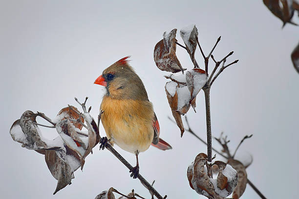 A female Northern Cardinal perches gracefully on a snow-covered branch, her warm, muted brown and reddish plumage standing out against the crisp white backdrop. Delicate snowflakes cling to the branch, and her bright orange beak adds a cheerful pop of color. The serene winter scene captures the quiet beauty and subtle elegance of this familiar North American bird.