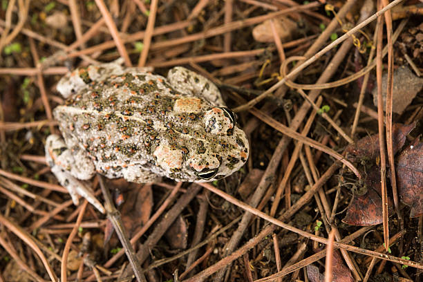 istock toad moving among soil, branches and leaves of the field and pine needles 2248229980