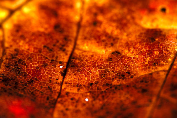 Close up of fallen dead decaying leaf with veins and cracks for background deep reds and browns