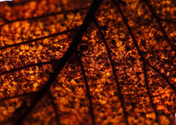 Close up of fallen dead decaying leaf with veins and cracks for background deep reds and browns