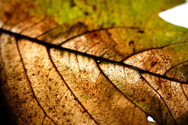 Fallen yellow leaves in puddle. Autumn background