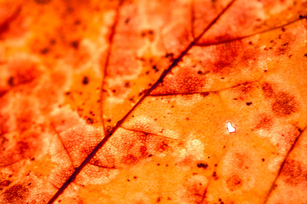 Close up of fallen dead decaying leaf with veins and cracks for background deep reds and browns