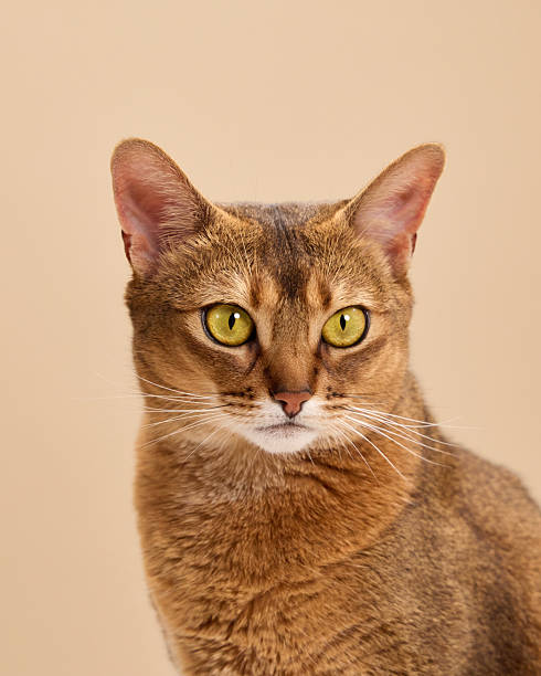 istock Front-facing portrait of alert Abyssinian cat 2248230919