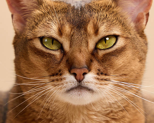 istock Extreme closeup of Abyssinian cat face 2248230929