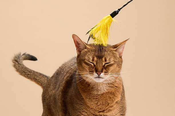 istock Abyssinian cat hit by toy feather 2248230930