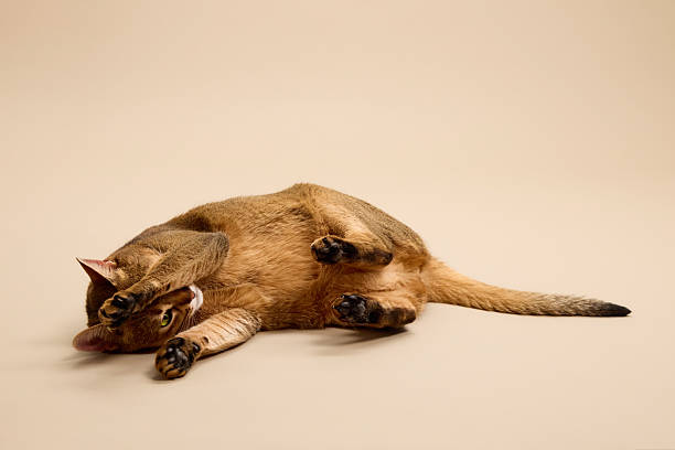 Relaxed Abyssinian cat lying on beige floor