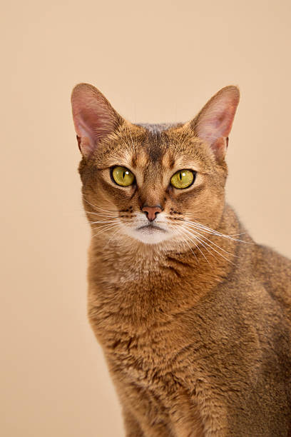istock Abyssinian cat portrait with amber eyes 2248230964