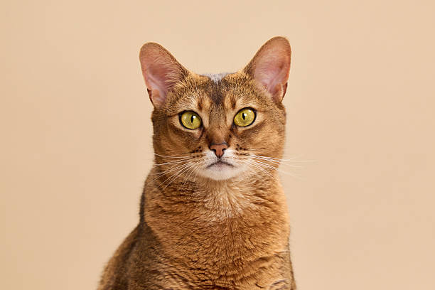 istock Front view of Abyssinian cat sitting calmly 2248230980