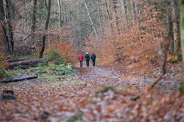 Gdansk, Poland - November 15, 2025: Nordic walkers on an autumn forest trail