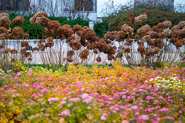 Colorful autumn flower beds with dried hydrangeas and low blooms forming decorative landscaping in front of modern building
