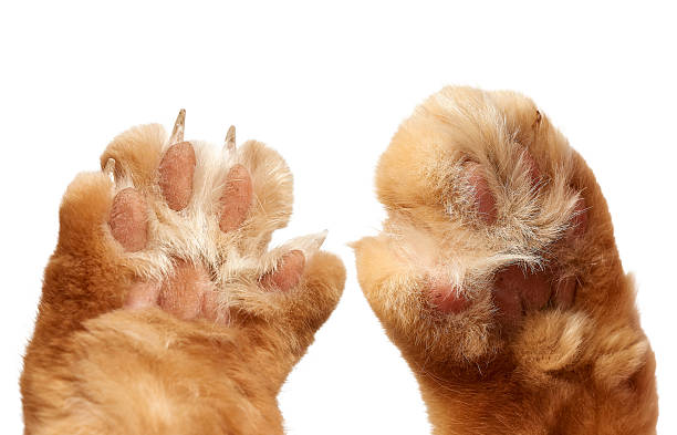 istock A close-up of two ginger cat paws, pads raised upward. Pink pads and sharp 2248233557