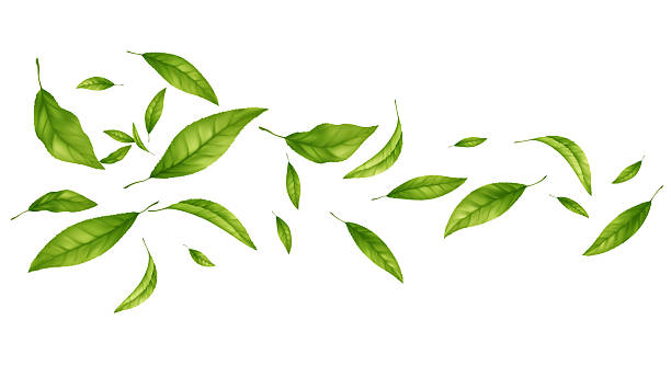 istock Vibrant green leaves drift across a white background, conveying freshness energy and nature, vector illustration background 2248237604