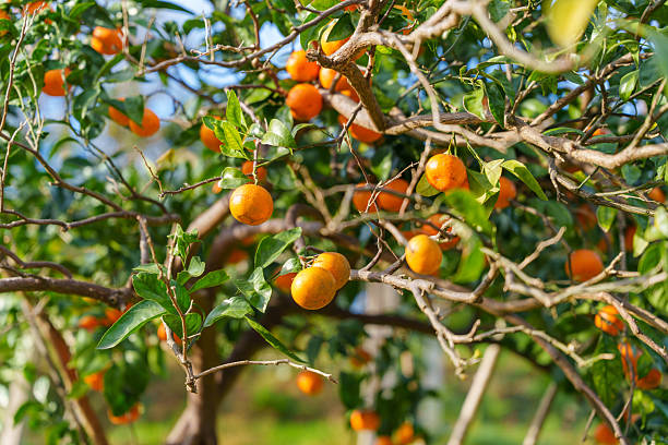 istock Mandarin Grove with Ripe Fruit on Mossy Trees 2248240818