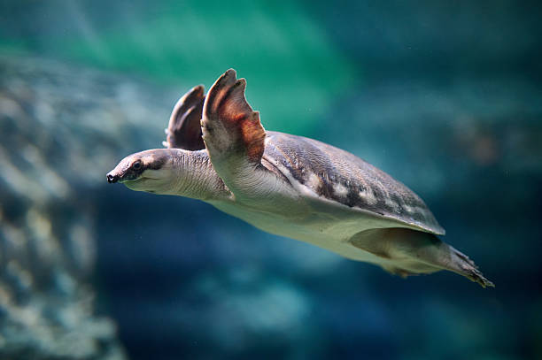 istock Sea turtle with raised head in split-view composition showing above and below water surface at aquarium tank, portrait orientation 2248241892