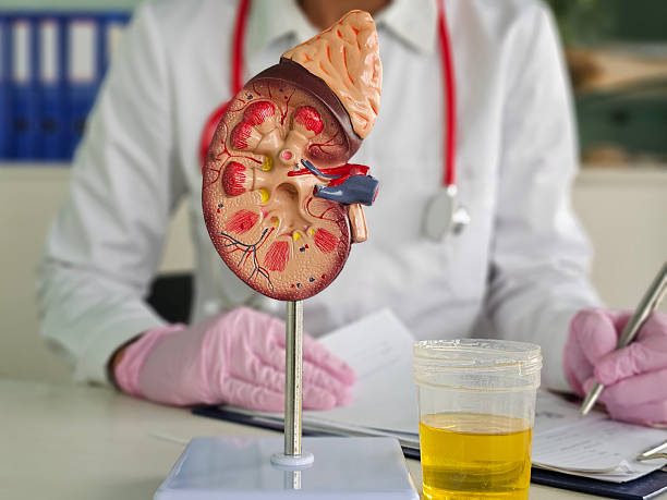 istock Medical demonstration of a kidney model alongside urine sample 2248241938